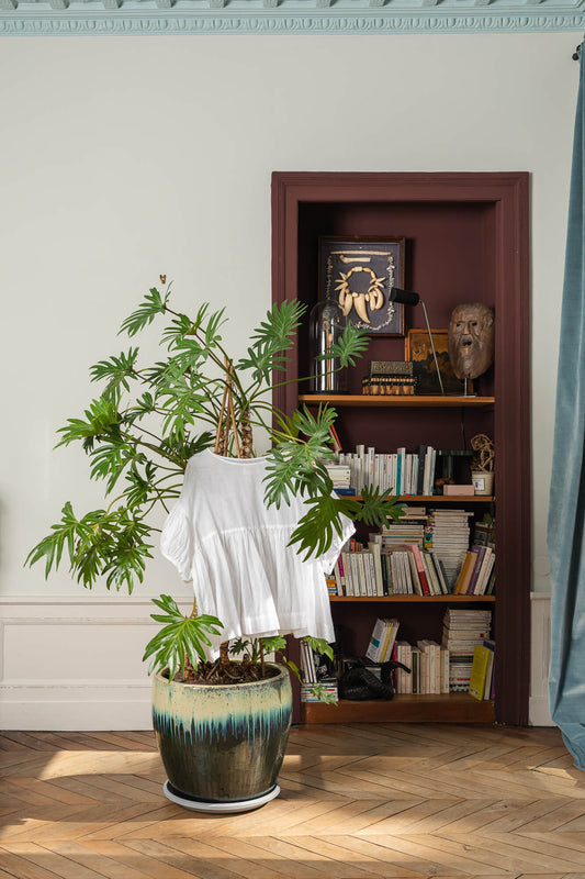 top blanc dans une plante